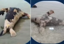 Dois leões-marinhos são encontrados em avançado estado de decomposição