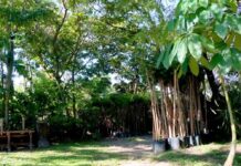 Itanhaém, SP, realiza doação de mudas para arborização e preservação ambiental