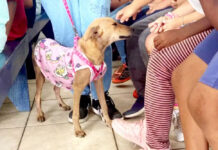 Prefeitura de Itanhaém lança projeto para conscientizar crianças sobre cuidados com animais; entenda