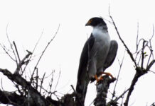 Ave ‘enigmática’ que não era vista desde 2010 é fotografada no litoral de SP