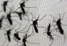 Baixada Santista registra a 5ª morte por dengue em 2024