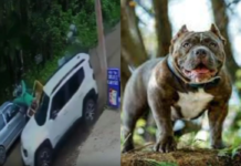 Criminosos roubam carros de turistas e atropelam entregador de gás durante fuga