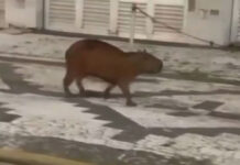 Capivara ‘desfila’ por ruas de cidade no litoral de SP e prefeitura brinca: ‘aproveitando as férias’