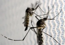 Baixada Santista confirma mais duas mortes por dengue; total chega a nove em 2024