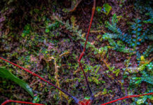 Morador faz registro impressionante de inseto que parece uma aranha